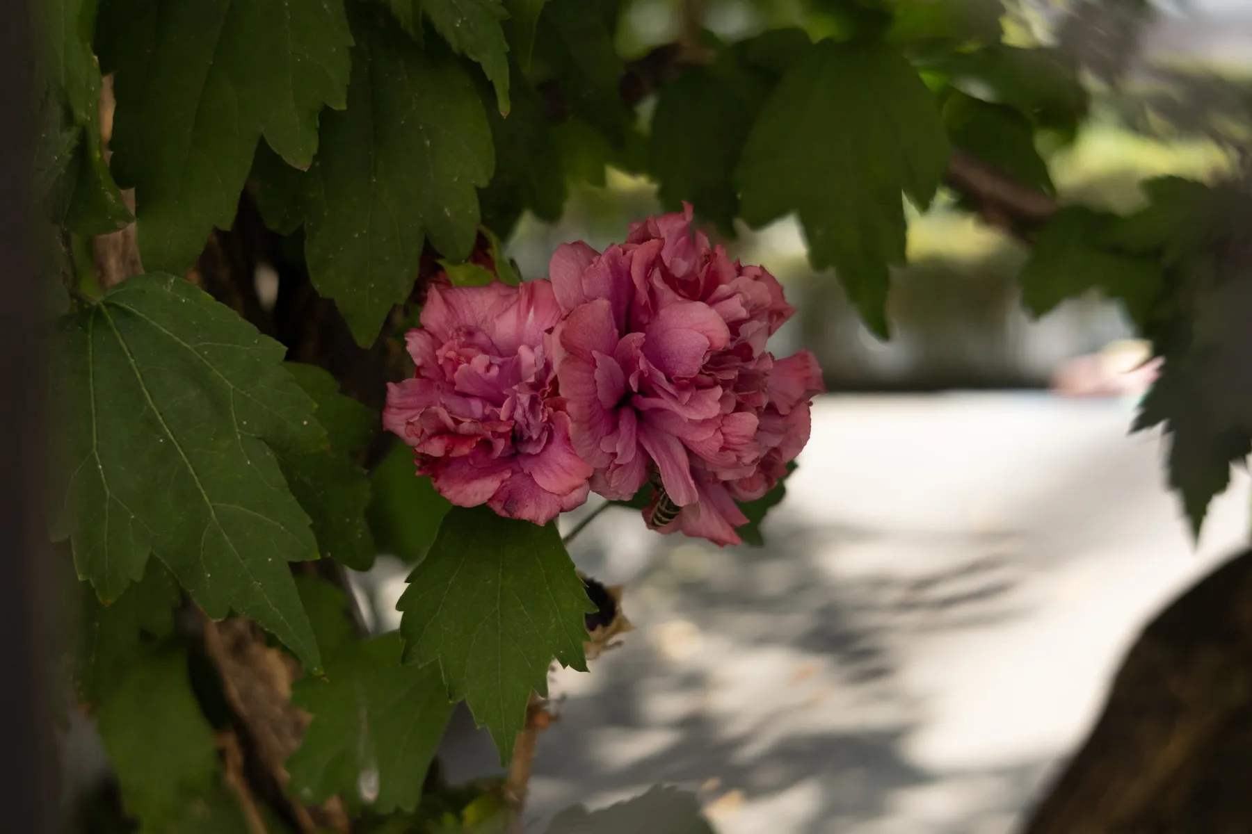 La vie en Rose — visuel 2