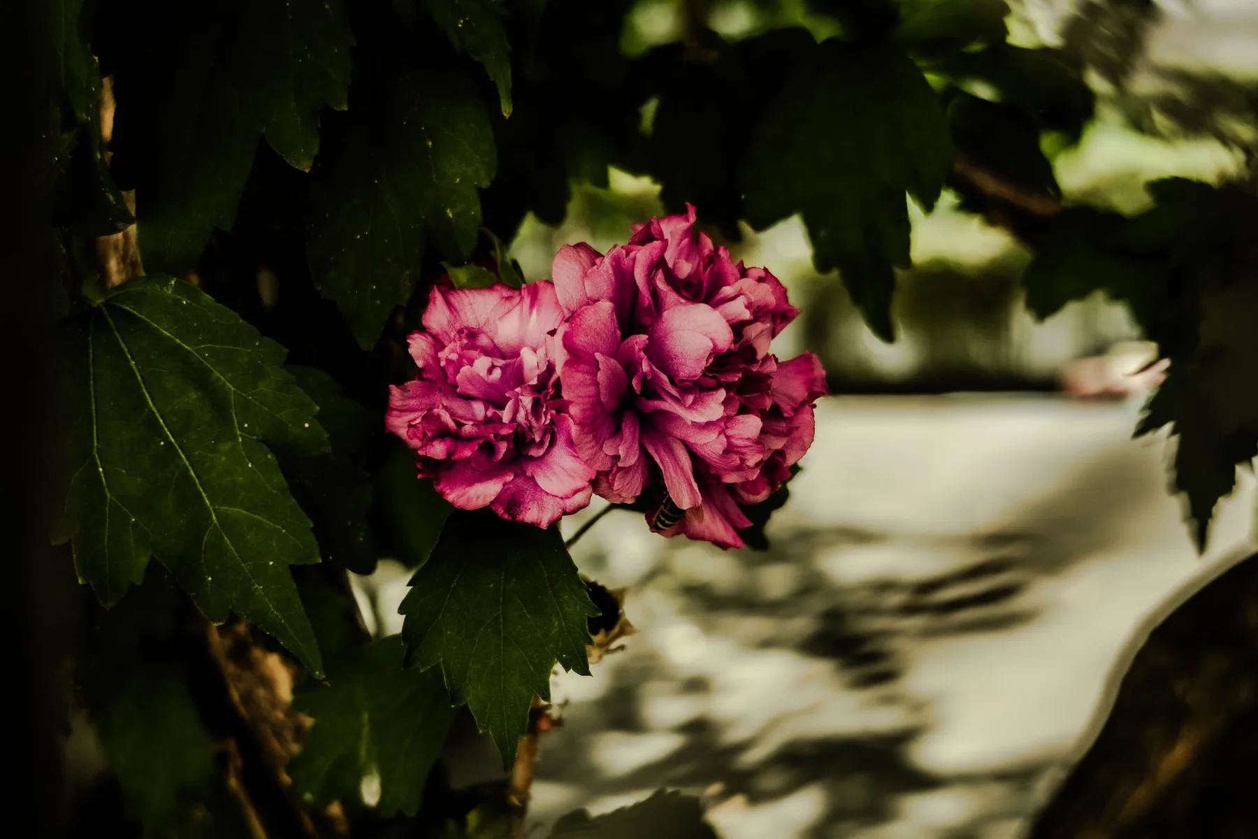 Photographie — aperçu du projet