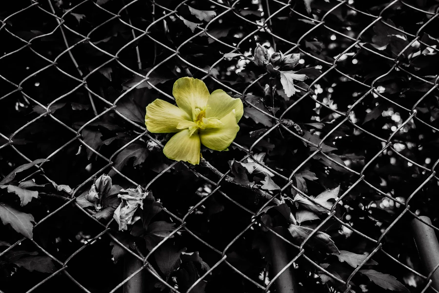 Photographie — visuel 11