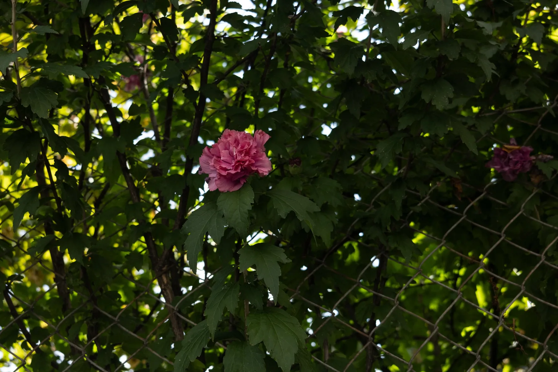 La vie en Rose — aperçu du projet