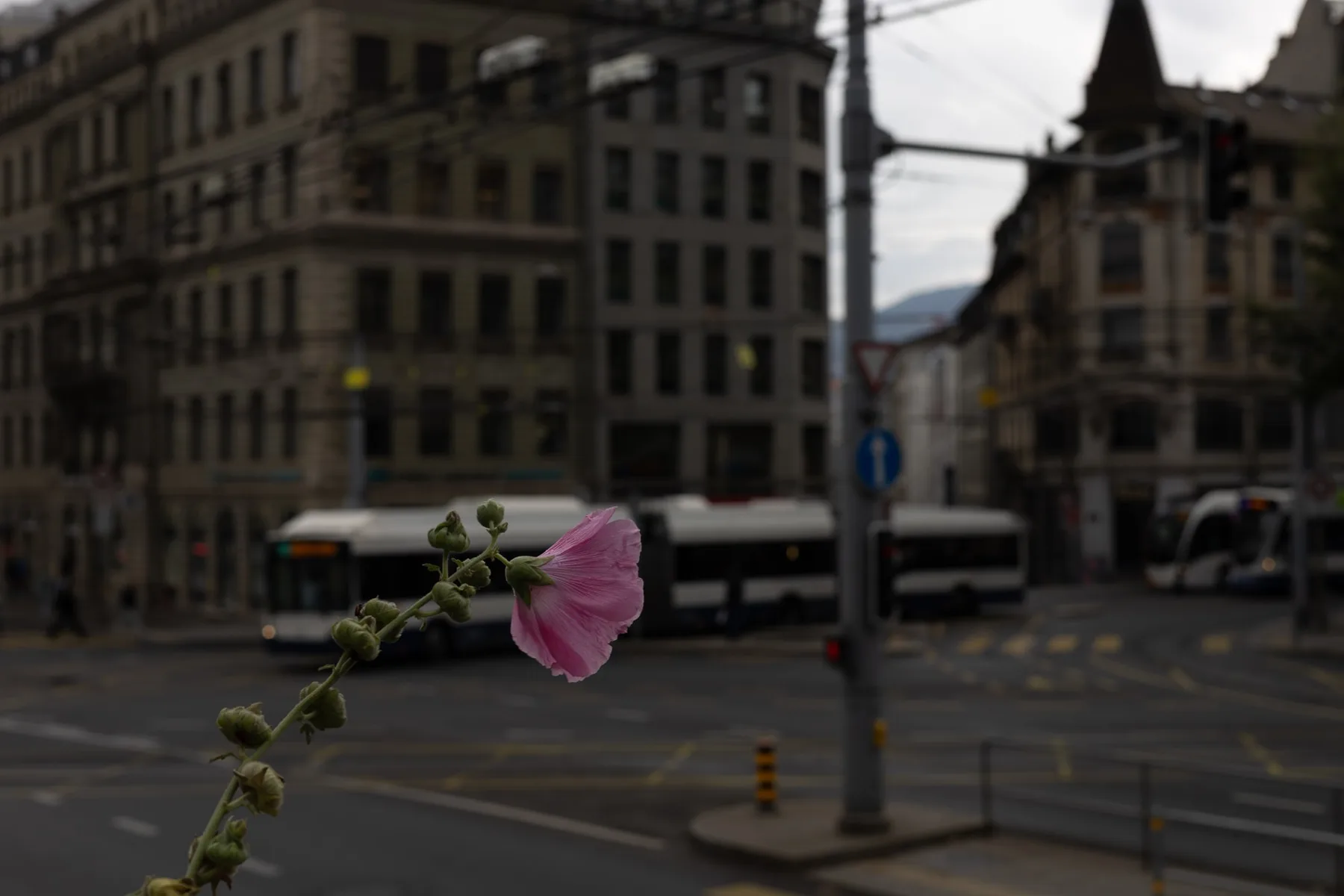 La vie en Rose — visuel 5