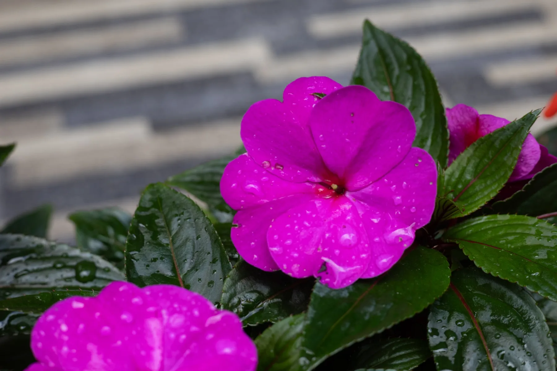 La vie en Rose — visuel 7
