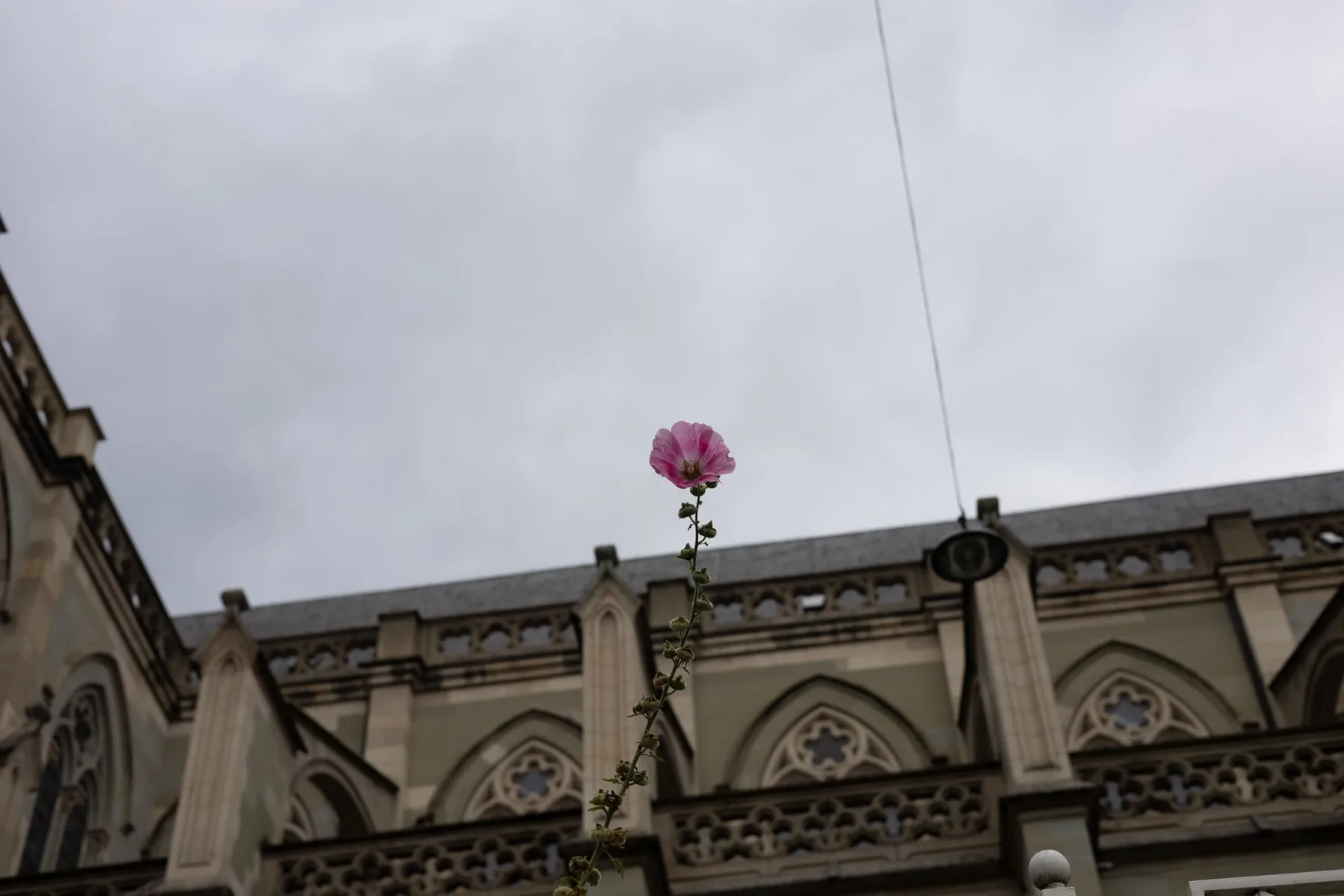 La vie en Rose — visuel 6
