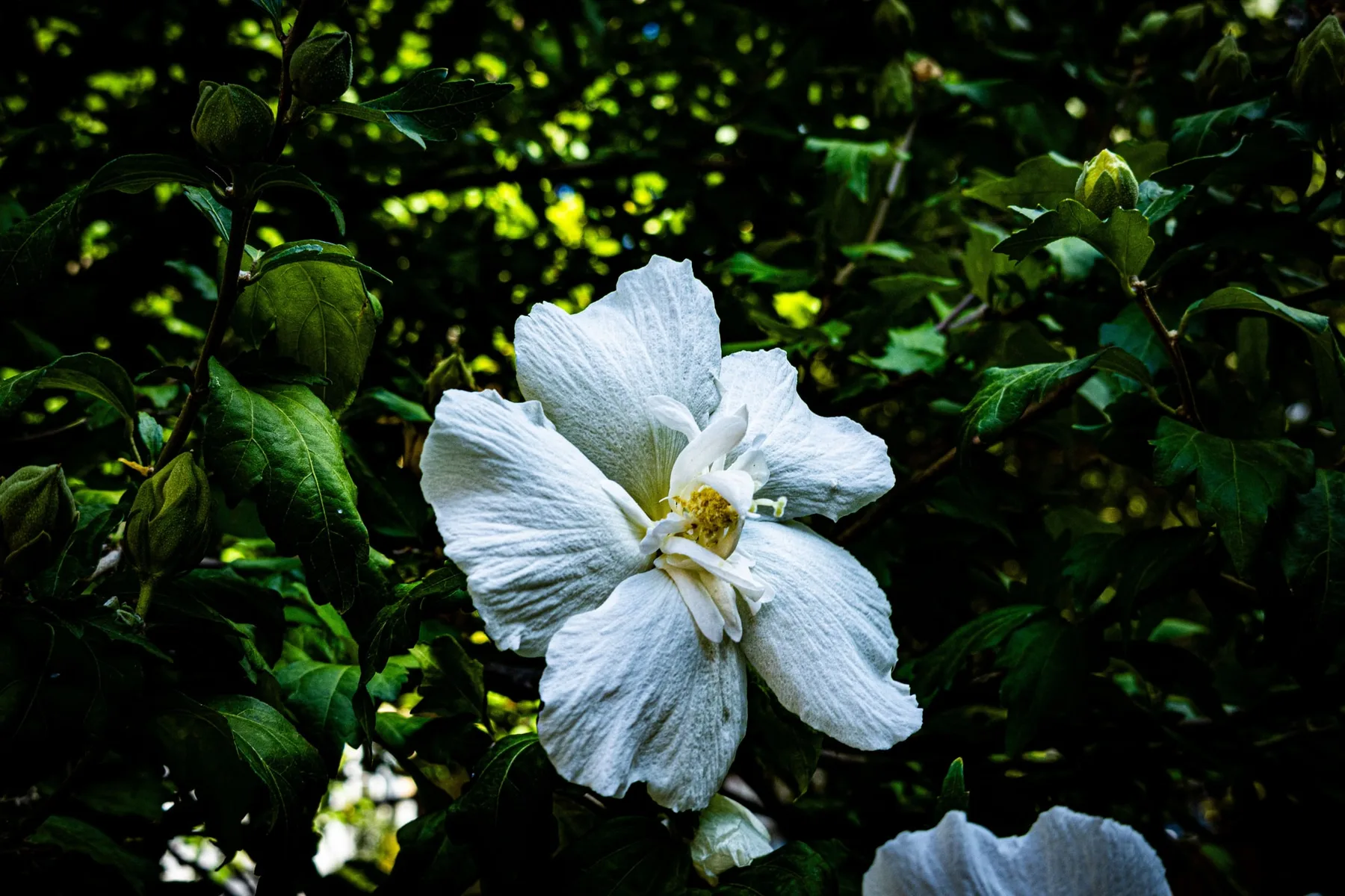 Photographie — visuel 4